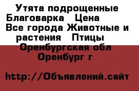 Утята подрощенные Благоварка › Цена ­ 100 - Все города Животные и растения » Птицы   . Оренбургская обл.,Оренбург г.